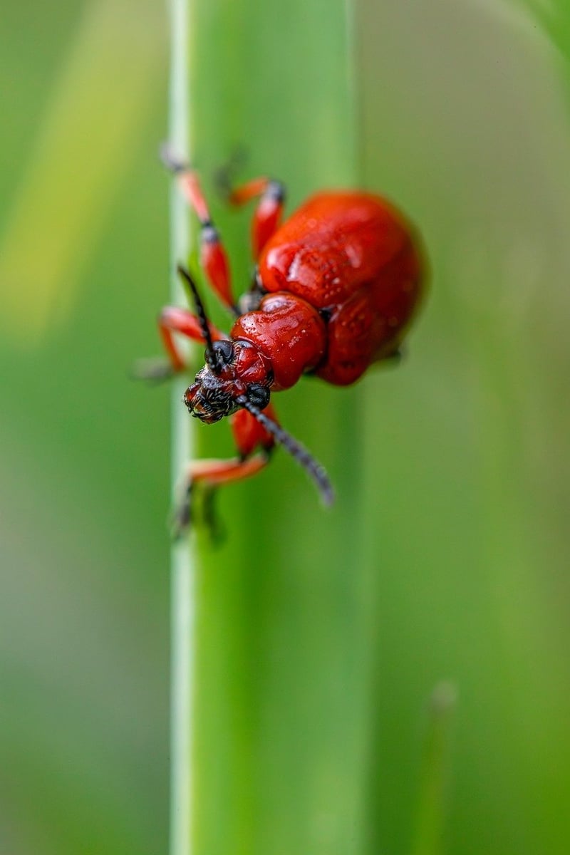Pest Management