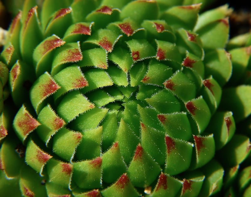 Succulent Displays