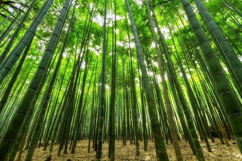 DIY Bamboo Trellis