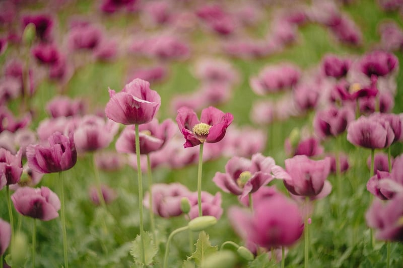 vibrant blooms
