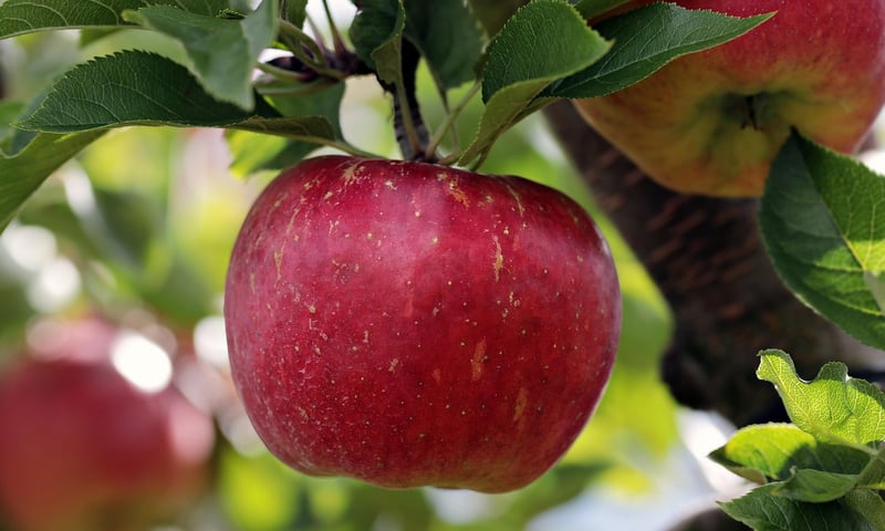 Espalier Technique