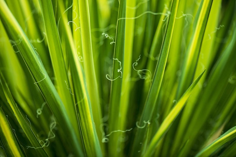 lush greenery