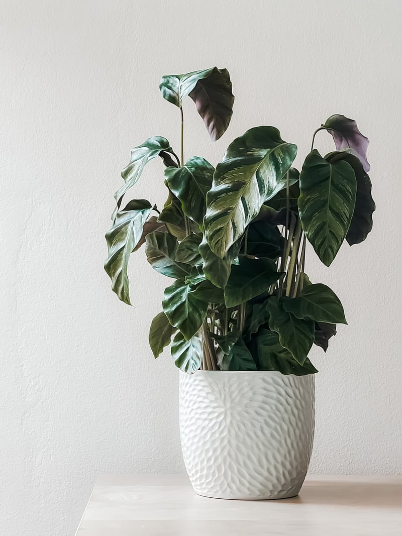 Living Wall Planters